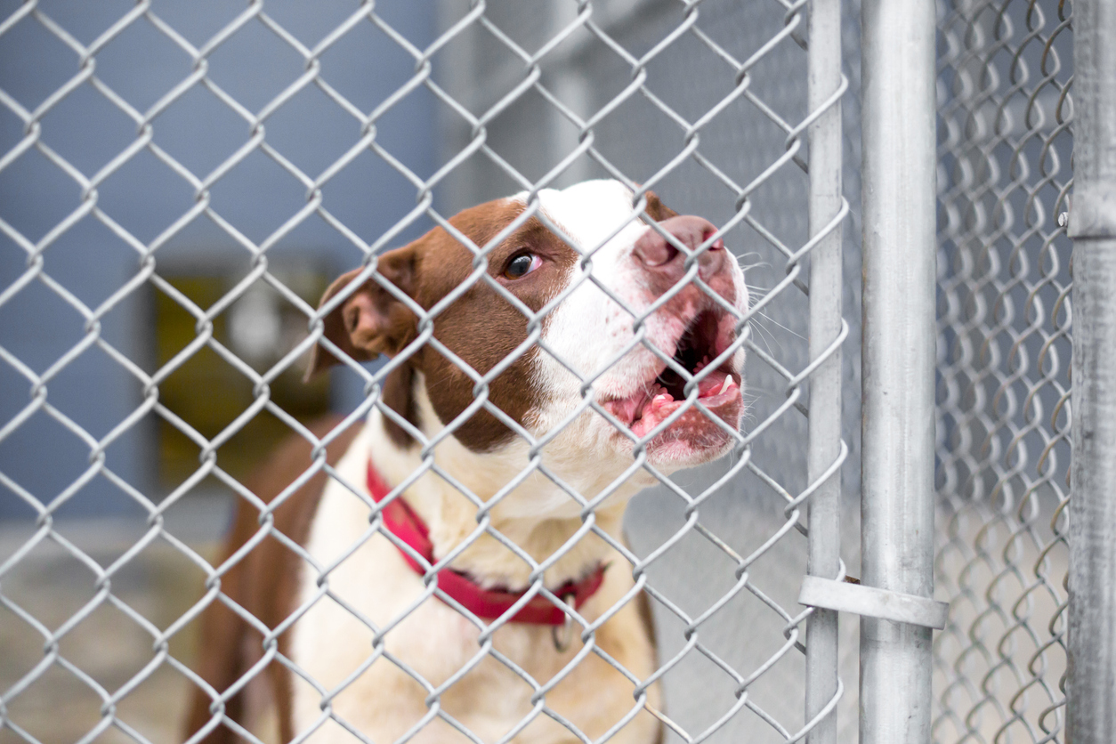 Evidencia Relevante en un Caso de Mordedura de Perro