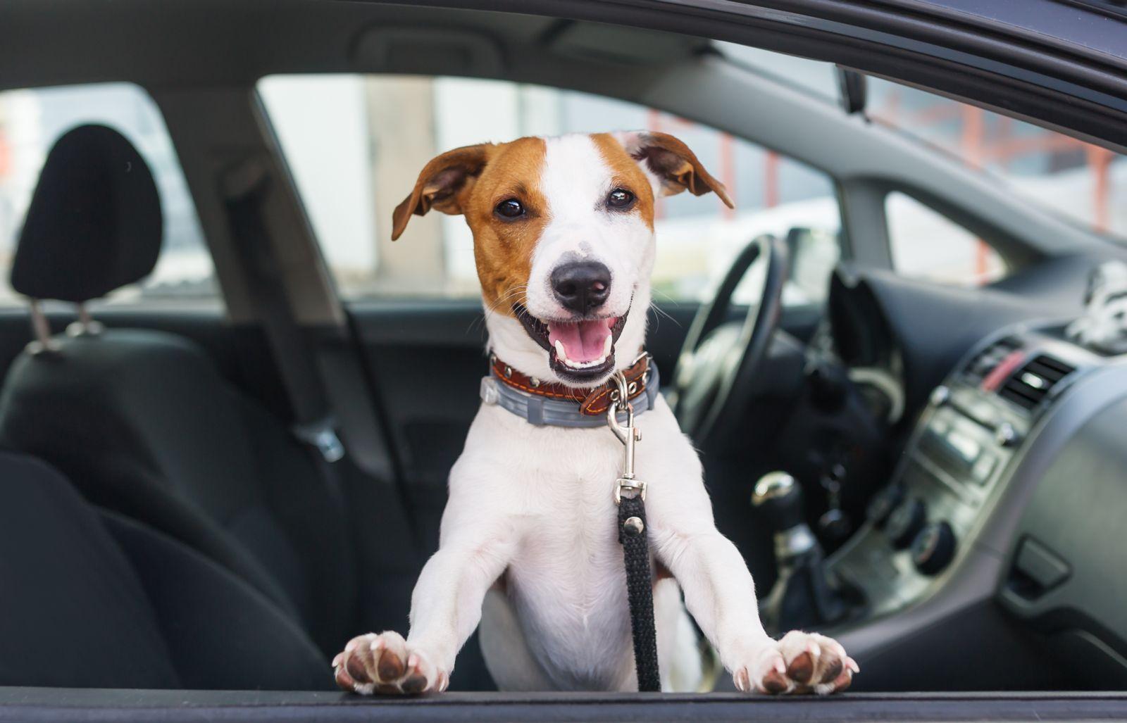 ¿Por qué es peligroso tener una mascota suelta en el coche?