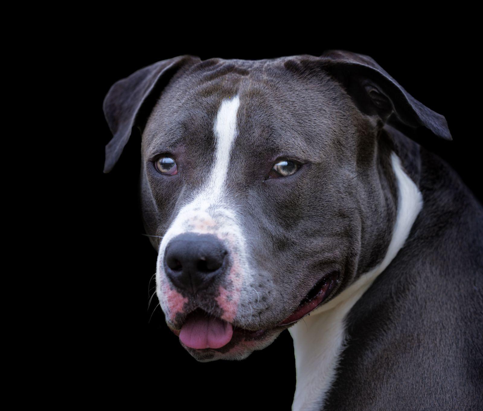 ¿Quién tiene el mayor riesgo de sufrir lesiones por mordeduras de perro?