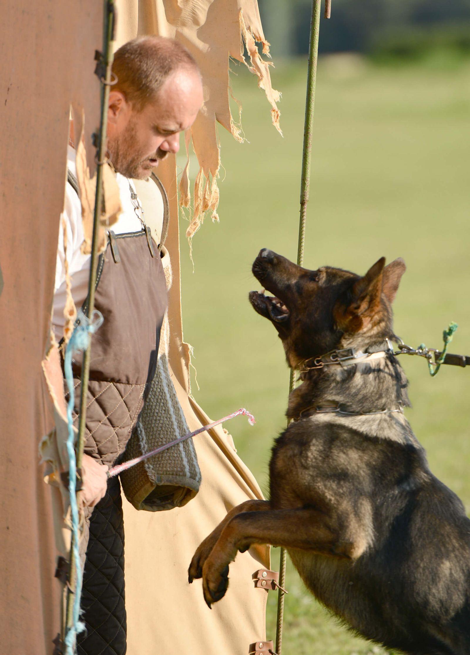 Posibles demandados en un caso de mordedura de perro