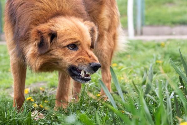 Does Homeowners’ Insurance Compensate Victims of Dog Bites?