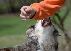 Daños por mordedura de perro (Lo que podrías recuperar)