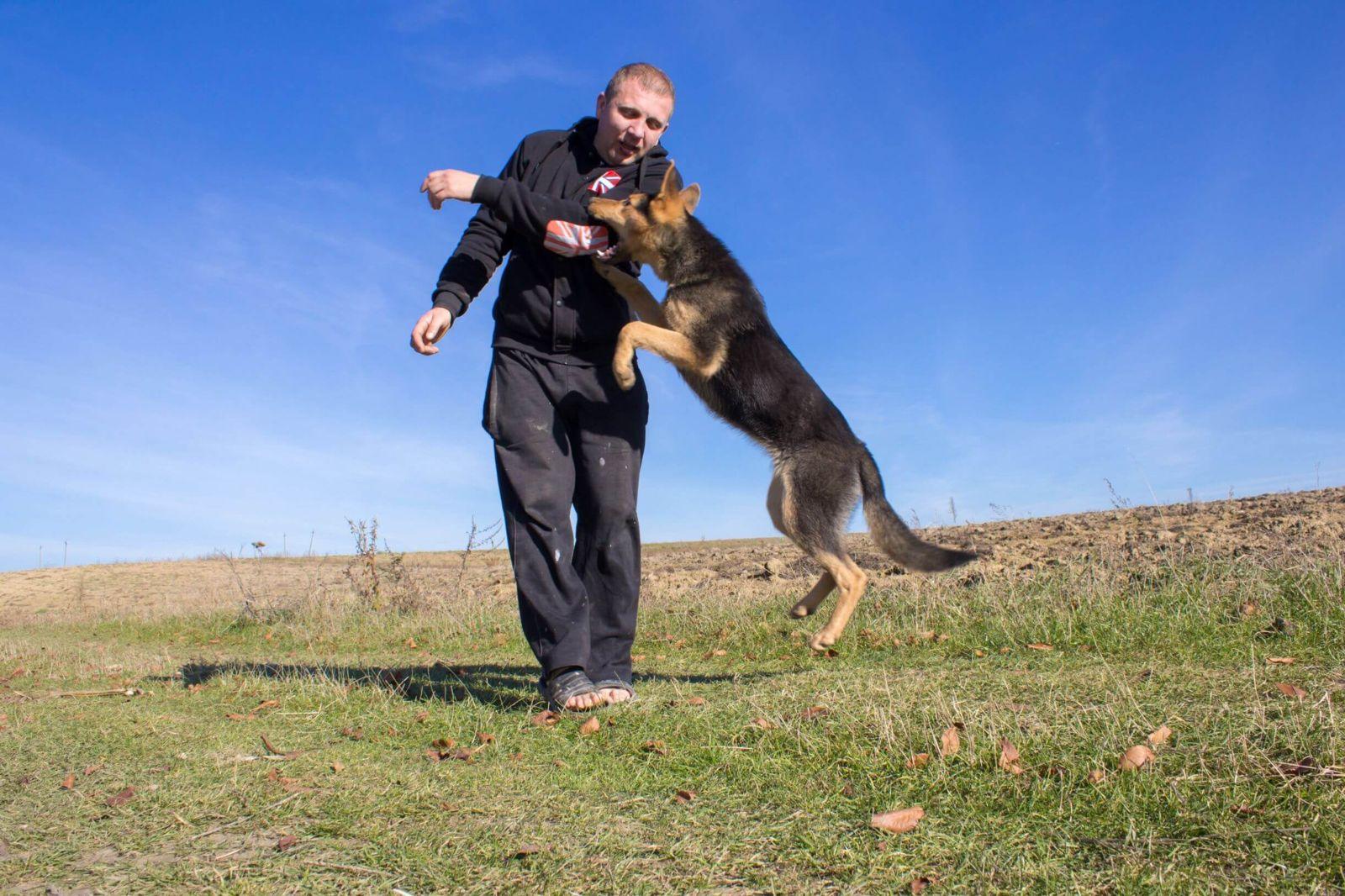 Leyes de mordeduras de perro en Olathe, Kansas