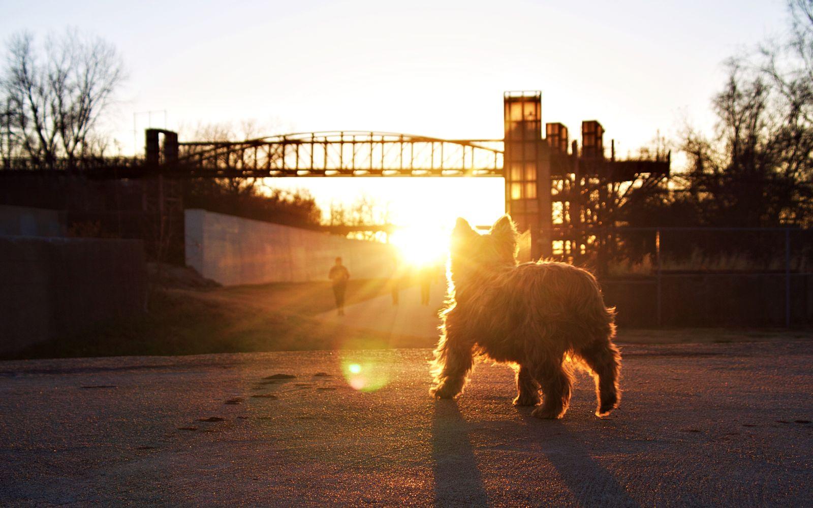 Leyes de mordeduras de perro en Kansas City