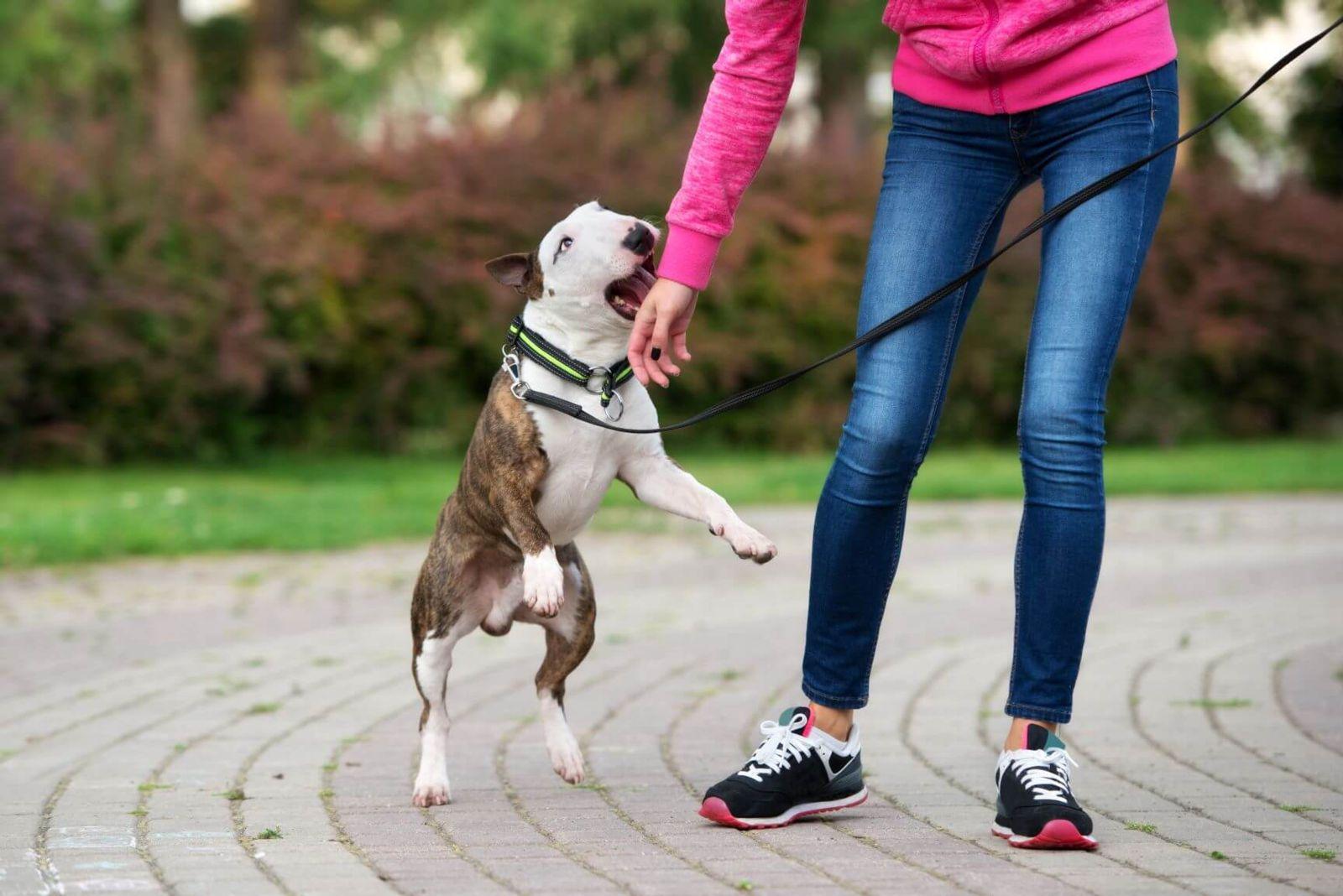 How Long Does It Take to Settle a Dog Bite Claim?