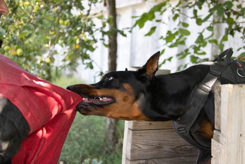 A dog biting a delivery driver with a red shirt leading them to wonder how long it takes to settle a dog bite claim